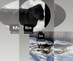 Small Photo #1 Cane Corso Puppy For Sale in KEWADIN, MI, USA