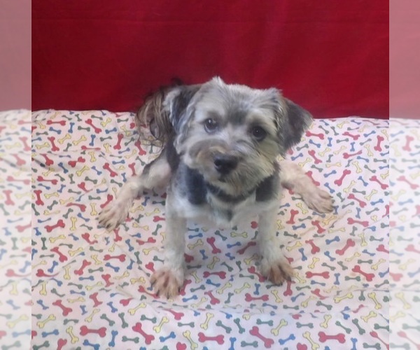 Medium Photo #5 Morkie Puppy For Sale in PATERSON, NJ, USA