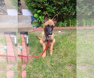 Belgian Malinois Puppy for sale in ANNANDALE, VA, USA