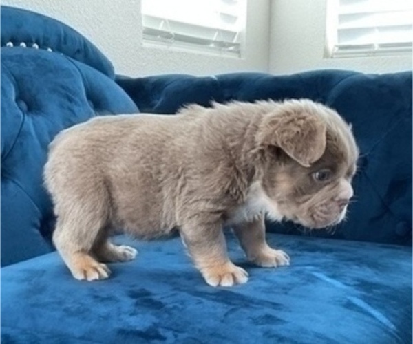 Medium Photo #8 English Bulldog Puppy For Sale in VIRGINIA BEACH, VA, USA