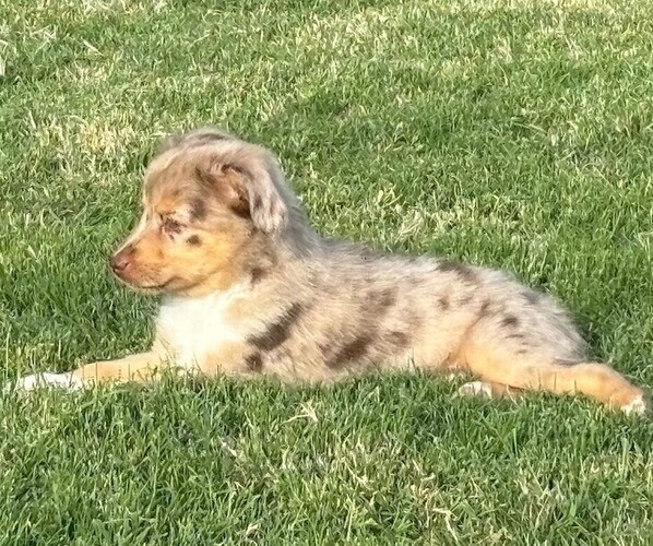 Medium Photo #2 Miniature Australian Shepherd Puppy For Sale in HUTTO, TX, USA