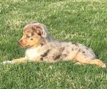 Small #1 Miniature Australian Shepherd
