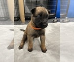 Small Photo #70 Belgian Malinois Puppy For Sale in REESEVILLE, WI, USA