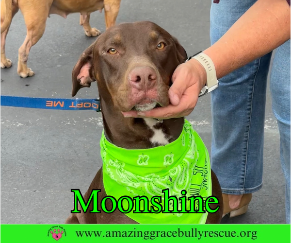 Medium Photo #14 Doberman Pinscher-Unknown Mix Puppy For Sale in Pensacola, FL, USA