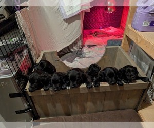 Australian Retriever Puppy for sale in REDMOND, OR, USA