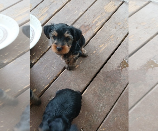 Medium Photo #3 -Poochis Mix Puppy For Sale in LOGANVILLE, GA, USA