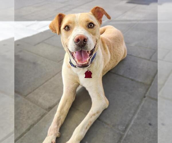 Medium Photo #9 Labrador Retriever-Unknown Mix Puppy For Sale in San Diego, CA, USA