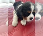Small Photo #3 Cavalier King Charles Spaniel Puppy For Sale in LONG BEACH, CA, USA