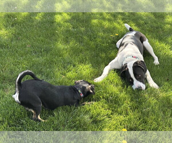 Medium Photo #10 Mutt Puppy For Sale in Harrisburg, PA, USA