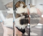 Small Photo #5 Zuchon Puppy For Sale in MANSFIELD, OH, USA