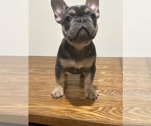 French Bulldog Puppy for sale in AVONDALE GOODYEAR, AZ, USA