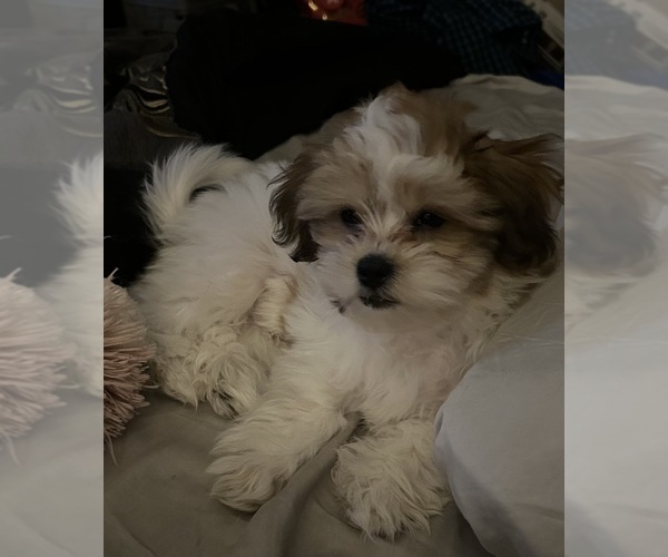 Medium Photo #1 Shih Tzu Puppy For Sale in FOLSOM, CA, USA