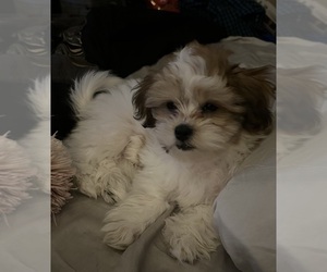 Mother of the Shih Tzu puppies born on 08/20/2025