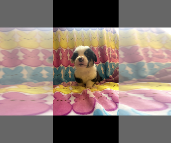 Medium Photo #9 Pembroke Welsh Corgi Puppy For Sale in SHERMAN, TX, USA