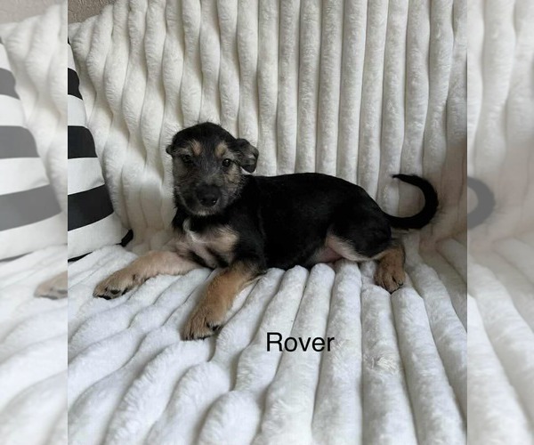 Medium Photo #2 Chihuahua-Unknown Mix Puppy For Sale in Princeton, MN, USA