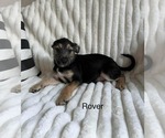 Small Photo #2 Chihuahua-Unknown Mix Puppy For Sale in Princeton, MN, USA