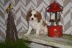 Small Photo #1 Cavalier King Charles Spaniel Puppy For Sale in FREDERICKSBG, OH, USA