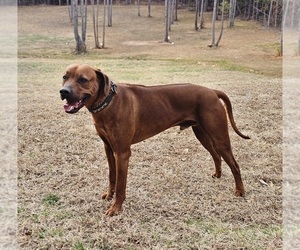 Father of the Rhodesian Ridgeback puppies born on 02/26/2026