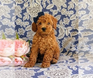 Cock-A-Poo-Poodle (Miniature) Mix Puppy for sale in CHRISTIANA, PA, USA