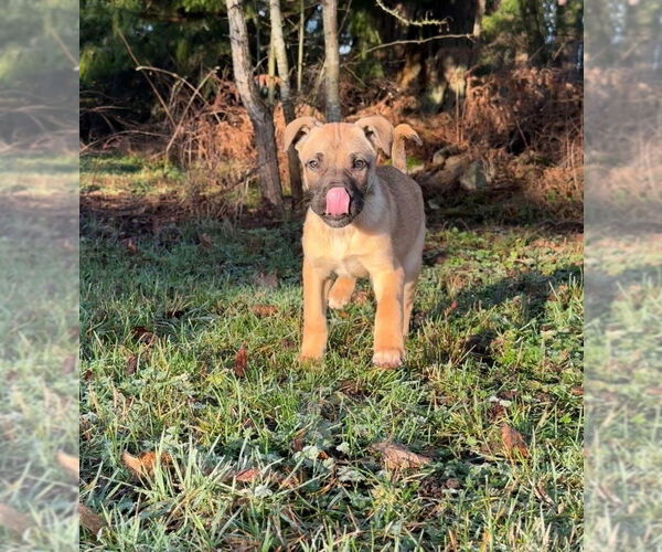 Medium Photo #2 Mutt Puppy For Sale in Bellingham, WA, USA