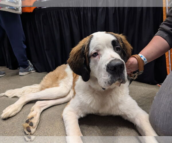 Medium Photo #1 Saint Bernard Puppy For Sale in Sioux Falls, SD, USA