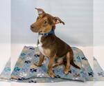 Small #4 Dachshund Mix