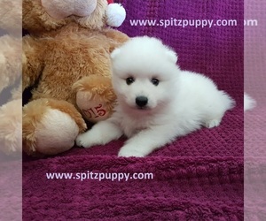 Japanese Spitz Puppy for sale in FEDERAL, CA, USA