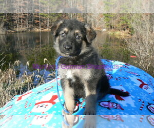 German Shepherd Dog Puppy for Sale in PIEDMONT, Missouri USA