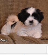 Shih Tzu Puppy for sale in TROY, OH, USA