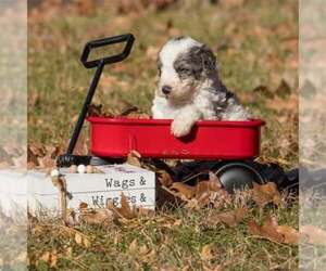 Bernedoodle (Miniature) Puppy for sale in PRAIRIE VIEW, KS, USA