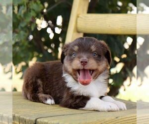 Aussie-Poo Puppy for sale in ARTHUR, IL, USA
