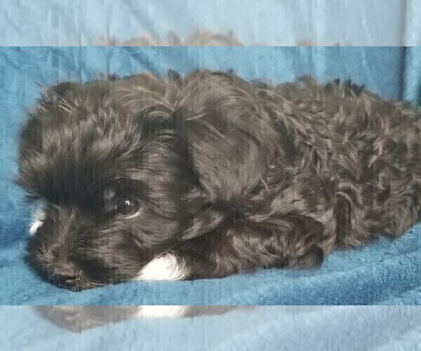 Medium Photo #18 Morkie Puppy For Sale in HOLLAND, MI, USA