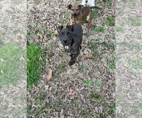 Medium Photo #4 Labrador Retriever-Unknown Mix Puppy For Sale in Ball Ground, GA, USA