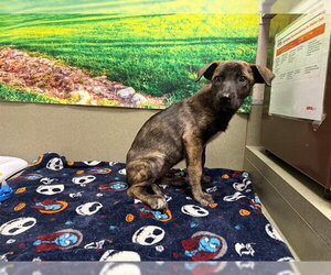 German Shepherd Dog-Unknown Mix Dogs for adoption in Moreno Valley, CA, USA