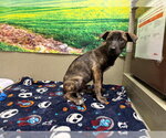 A554035 - Female German Shepherd Dog-Unknown Mix Dog for Adoption - Small photo