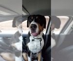 Small Photo #2 Greater Swiss Mountain Dog Puppy For Sale in LAKEVILLE, MN, USA