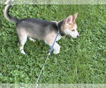 Small Photo #4 Siberian Husky-pomeranian spitz Mix Puppy For Sale in Holly Springs, NC, USA