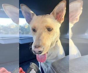 Shepradors Dogs for adoption in Incline Village, NV, USA