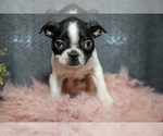 Small #1 Boston Terrier