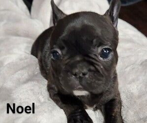French Bulldog Puppy for sale in WINNSBORO, TX, USA