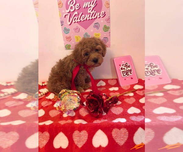 Medium Photo #5 Goldendoodle (Miniature) Puppy For Sale in DUBUQUE, IA, USA