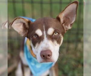 Mutt Dogs for adoption in San Antonio, TX, USA
