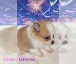 Small #4 Pomeranian