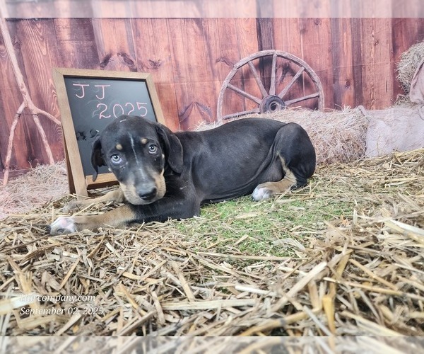 Medium Photo #3 Catahoula Leopard Dog Puppy For Sale in CUMBY, TX, USA