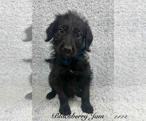 Medium Photo #4 Poodle (Standard)-Unknown Mix Puppy For Sale in Grafton, WI, USA