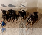 Small Photo #3 German Shepherd Dog Puppy For Sale in OAKDALE, MN, USA