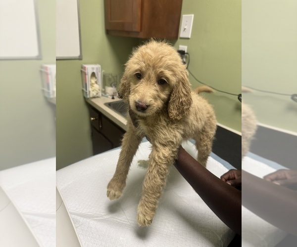 Medium Photo #3 Goldendoodle Puppy For Sale in CLARKSVILLE, TN, USA