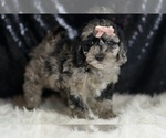 Small Photo #5 Goldendoodle (Miniature) Puppy For Sale in WARSAW, IN, USA