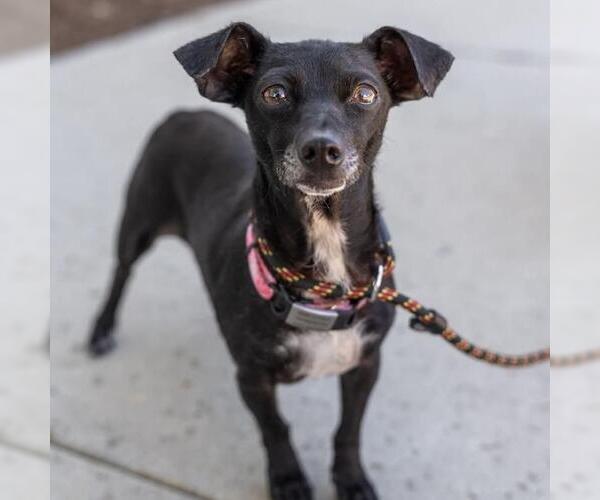 Medium Photo #17 Chihuahua Puppy For Sale in San Diego, CA, USA