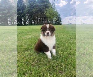 Australian Shepherd Puppy for sale in ROBERTS, IL, USA